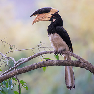 Dandeli - Malabarneushoornvogel